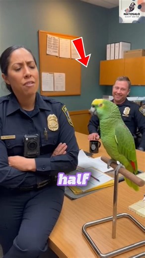 Parrot As A Math Professor 😂Officer Vs Parrot Funny #talkingparrot #funny