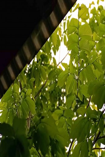 3.8K views · 74 reactions | LIFE in the mountains of Ukraine cooking dinner!! | Countryside HD | Facebook