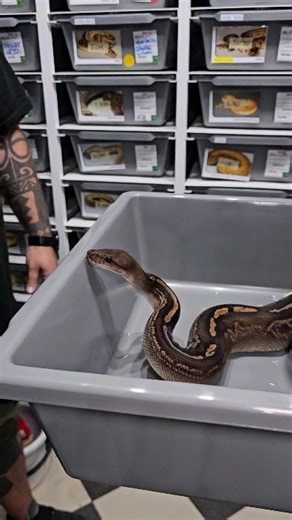 12M views · 1.4K reactions |  #royalpythons #ballpythonlove #beardeddragon #reptilebreeder #snek #morph #leopardgecko #petsnake #herpetology #animal #morphs #cornsnake #snakelove #reptilelove #livingart #ballpythonofinstagram #snakelovers #reptilesofinsta #serpent #ballpythonsnake #nature #ballpythonlover #babyballpython #snakesofinsta #crestedgecko #ballpythonmorphsofinstagram | Xclusive ball pythons | Facebook