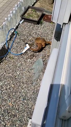 イタチとのバトル: 駆除への挑戦
