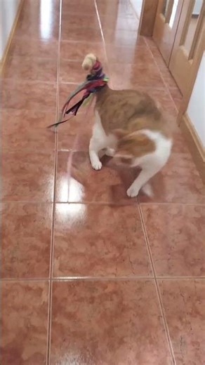 Cat exposing there dancing skills