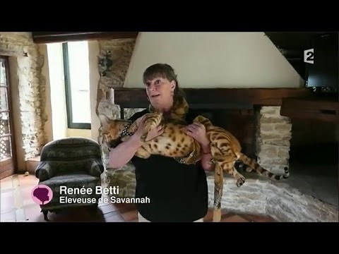 Le chat le plus grand du monde : Savannah