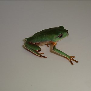 Giant Monkey Tree Frog