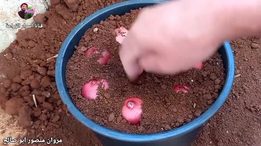 Planting Garlic Bulbs: A Step-by-Step Guide
