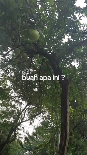 #davon#davontreat #antisumbat