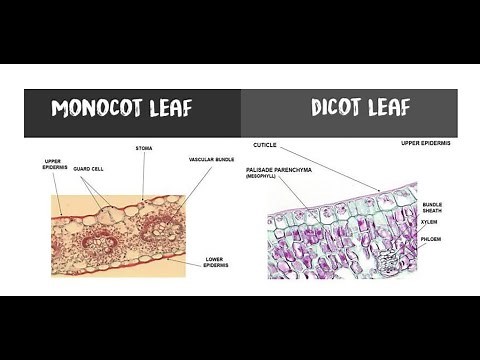Structure and Function of Leaf KSSM Biology Form 5 (Part 1)