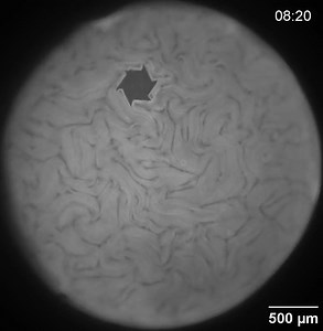 Molecular motors can create chaotic conditions at a 2D fluid interface that can turn a small object. Read more in #PhysicsMagazine: https://go.aps.org/3CipJwa. | American Physical Society