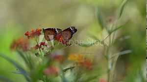 Nature of butterfly and flower in garden using as background butterflies day cover page or banner template brochure landing page wallpaper design