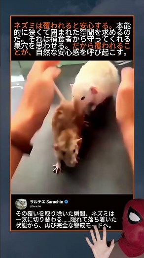 ネズミが手で覆われると安心する理由