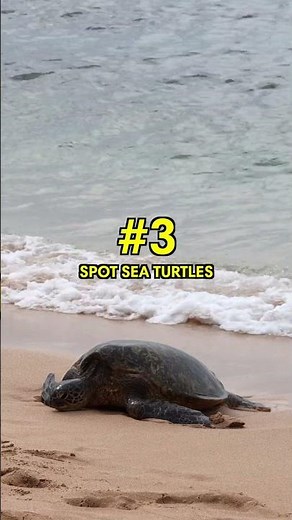 Things to do in Maui 🌴☀️ #maui #mauitravel #exploremaui #mauiexperiences #travel