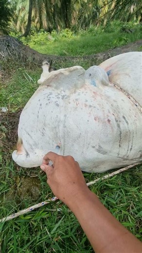 Penyuntikan antibiotik pada sapi terkena abses #cow #shorts #animals