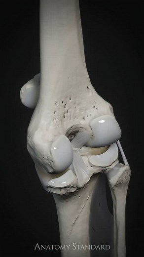 Another knee animation — this time featuring a closer look at key internal structures: ACL (anterior cruciate ligament), PCL (posterior cruciate ligament), medial and lateral menisci, the medial collateral ligament (MCL), lateral collateral ligament (LCL), and the medial meniscofemoral ligament. Hope you enjoy the result! Special thanks to Dr. Bertram Zarins for his support in our ongoing work on the knee — and to all of you who support the project. #anatomystandard #3danatomy #biomechanics #fun