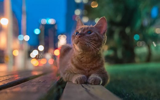 使用socket.io和node.js搭建websocket应用---运行示例