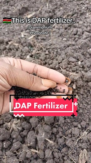 🌱🌿 Boost Your Crops with DAP Fertilizer 🇰🇪 🌱 Pre-Planter Perks: 🌱 Rich Phosphorus: DAP fertilizer is phosphorus-rich, promoting strong root development for healthy plants. 🌱 Early Growth: Jumpstarts seedlings' growth, ensuring vigorous and uniform sprouting. 🌱 Soil pH Balance: Helps balance soil pH, enhancing nutrient uptake and overall plant health. 🌿 Top Dressing Triumphs: 🌿 Nutrient Boost: Supplies plants with essential phosphorus and nitrogen during their growth phase. 🌿 Improved 
