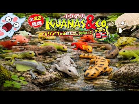 デアゴスティーニイグアナ＆CO.アンドコミニを使って、生き物を解説