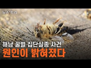 꿀벌 사라지면 인류 멸종하는데...해남 꿀벌 실종원인 밝혀졌다(Honeybee)