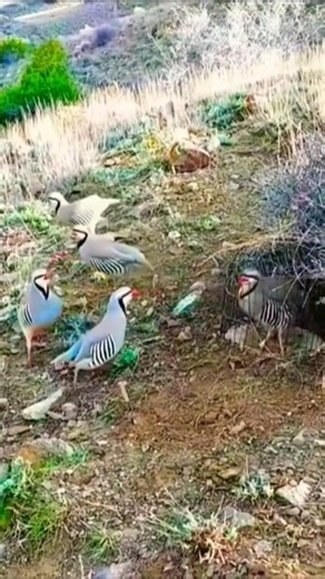 Videonun tamamını izlemek için ☝️yukarıya tıklayın. Traditional Bird Catching Technique in mountain