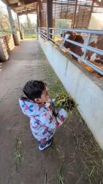 Kids Feeding Cows at ISKCON London 🐄🙏 AI Meta Rayban Glasses | Divine Go Seva Moments
