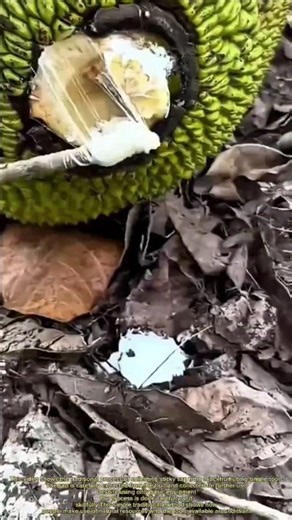 How Jackfruit Sap Is Collected Using a Simple Traditional Method!