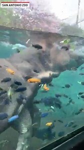 16K views · 99 reactions | Learn about these amazing hippos at the San Antonio Zoo. 鍊 | The National Desk - TND | Facebook