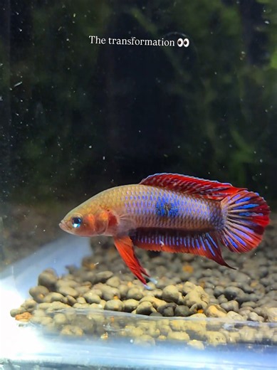 Wild Betta Transformation: Giant Wild Betta Reveal
