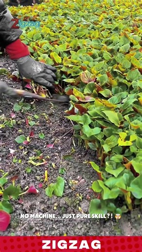 Simple & Precise Seedling Planting Method for Growing and Transplanting in Farm Nurseries