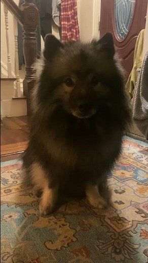 Hilarious! Keeshond Reacts To Funny Sounds!