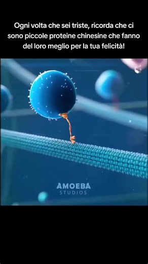 La felicità al microscopio. Questi ragazzi lavorano senza sosta per noi! || Anche quando le persone si sentono tristi, i loro cervelli continuano comunque a lavorare sodo dietro le quinte per sostenerle. Dentro il corpo umano ci sono minuscole proteine chiamate proteinecoinetiche cheriste, ricorda agiscono come piccoli corrieri microscopici rotelne chinesine che fanno del loro trasportando materiali importanti allinterno icita delle cellule. Alcuni di questi materiali aiutano a trasportare sosta