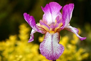 Flor Íris: significado, simbolismo e curiosidades