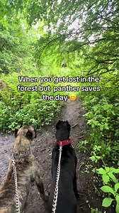 Panther Saves the Day: Lost in the Forest Rescue