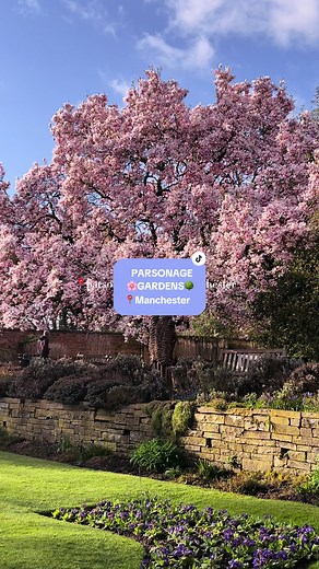 ONE OF THE NICEST PARKS IN MANCHESTER🌳 Parsonage Gardens over in Didsbury is in full cherry blossom mode and definitely worth a visit🌸 #manchester #lifeinmanchester #manchestersummer #manchesterlife #manchesterlifestyle #livinginmanchester #northernquarter #manchesterwalks #manchesterweekend #whattodoinmanchester #manchesterblogger #manchestermusic #summer #summervibes #summeraesthetic #manchesteraesthetic #manchesterparks #didsbury #chorlton #altrincham #spring #cherryblossom