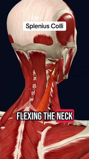 Splenius coli #muscle #anatomy