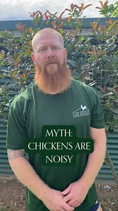 Ever wondered if chickens are noisy? What’s your take? #backyardchickens #chickens | The Poodle and the Hen