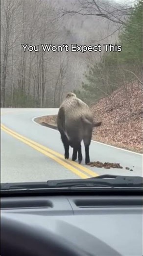 Boar Caught in the Act!