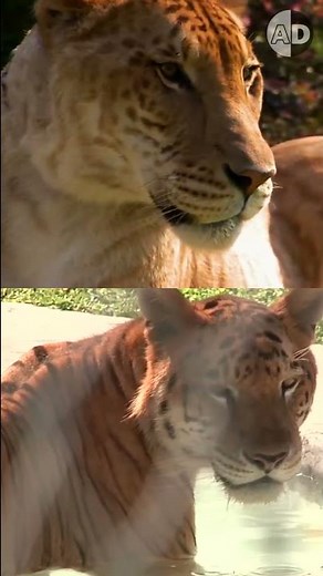 Everybody Says that Ligers and Tigons are Sterile!