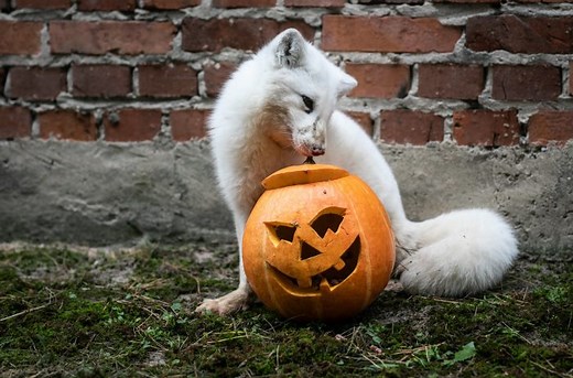 10 Fascinating Facts about Foxes and How to Save them from Fur Farms