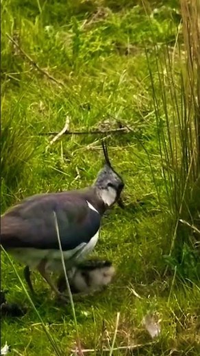 Northern lapwing | Northern lapwing call #bird #nature