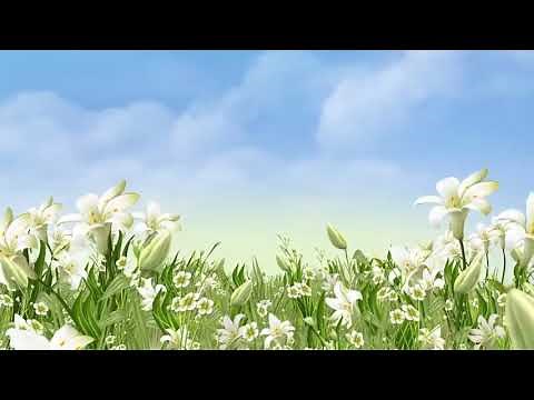 HD Animated Flowers Video Background | Floral background