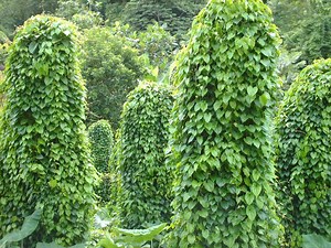 Fiche Technique : Comment réussir la culture de l'igname - Agriculture au Cameroun