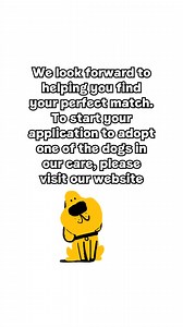 Meet some adorable pooches at Dogs Trust Kenilworth who are looking for their forever homes💛 We look forward to helping you find your perfect match. To start your application to adopt one of the dogs in our care, please visit our rehoming page on our website: https://bit.ly/4jj8gIa 🐾 [Video Description: A video montage of Dogs of various shapes, sizes and breeds running around outside, exploring out on walks and rolling around in the grass] | Dogs Trust