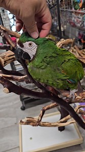 19K views · 1K reactions | Paradise Parrot Rescue on Reels | Facebook