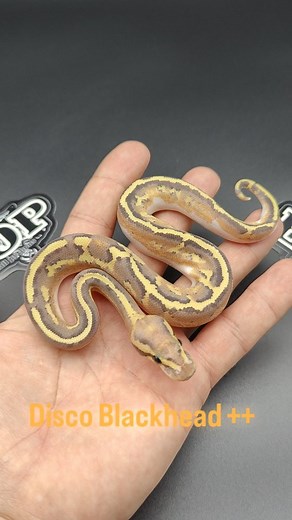 11 comments | This is at the very least a Disco Blackhead, but ++...