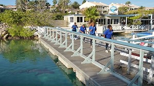 [JERUSALEMA CHALLENGE] Wonderful things can be achieved when there is teamwork and collaboration! 👏 Sea Aquarium Park presents the 'Jerusalema Challenge'. | Dolphin Academy Curaçao