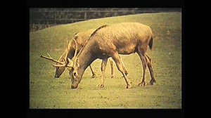 VIDEO: Science Matters: The Genetics of Wildlife Conservation