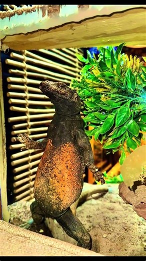 Here’s Your Sign to Get a Chuckwalla 🦎 #reptiles #chuckwalla #lizard #reptiletok #reptilekeeper