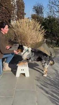 Übungen für den Hunde-Senior