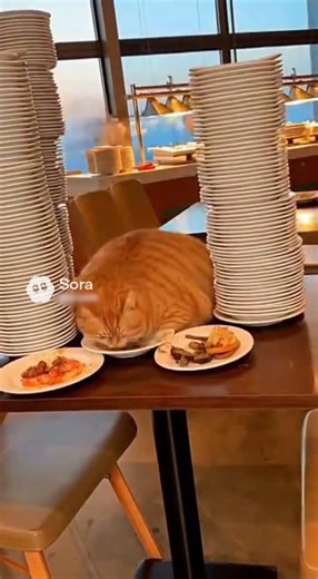 Worker Begs This Orange Cat to Leave the Buffet 😳 (time-lapse AI)