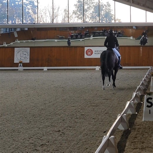 1.6K views · 17 reactions | First up for today is Victus van de Horn (Blue Hors Farrell – Zonik). | NA Stallion Sport Test | Facebook