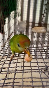Ang aking kulansi | Philippine hanging parrot eating aratilis #wildlife #birdlover @highlight | Wild Keepers