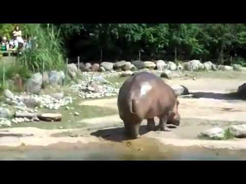 Hippo HAS GAS, Farts then Flicks poop all over! GROSS Must SEE